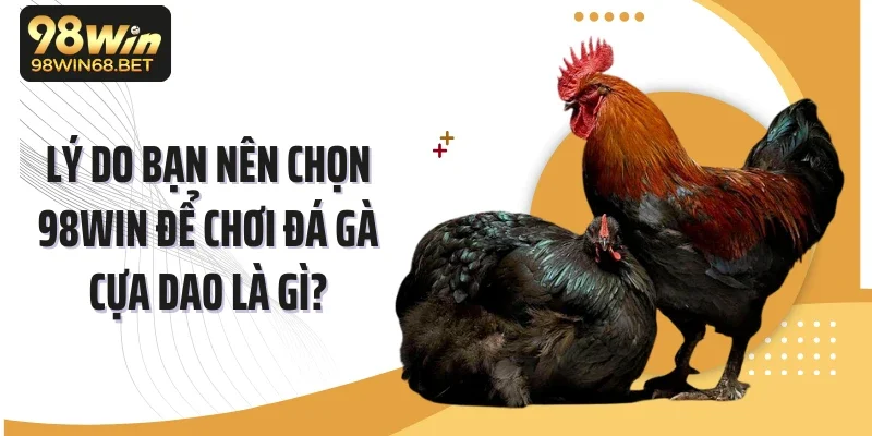 Lý do bạn nên chọn 98WIN để chơi đá gà cựa dao là gì?
