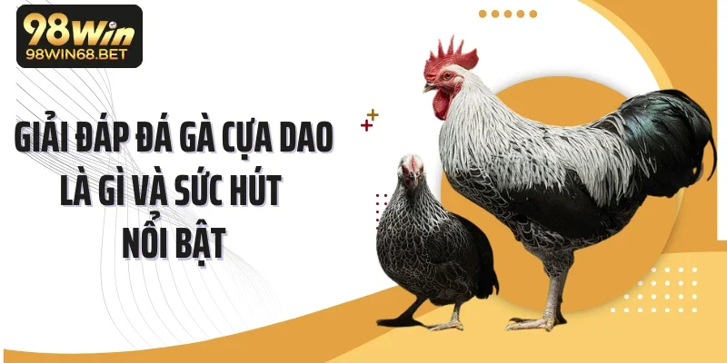 Giải đáp đá gà cựa dao là gì và sức hút nổi bật