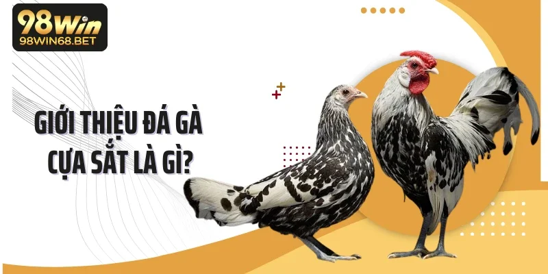 Giới thiệu đá gà cựa sắt là gì?